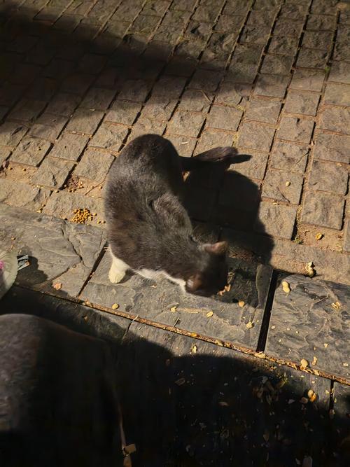 【喂食时间】浆水·雨林·像素锅