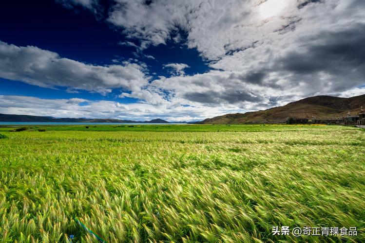 人马座火舌与天秤座冰渊：西藏糌粑粥的星盘耐受仪式