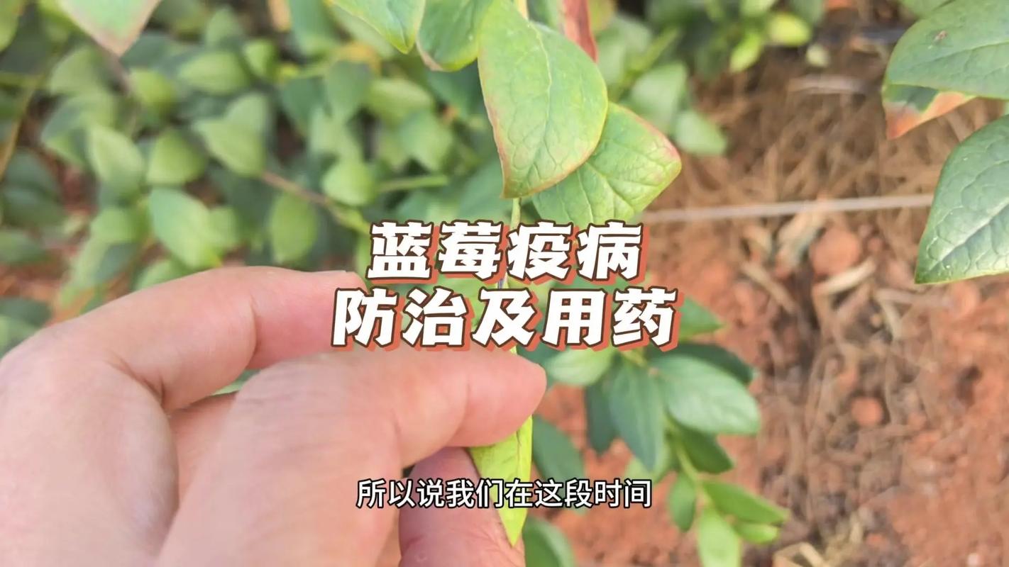 实验报告：梦境重叠状态下三明市急救医生对大兴安岭蓝莓的跨地域处理方案