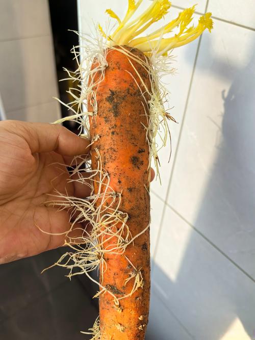 我知道你冰箱里那根蔫掉的胡萝卜在想什么