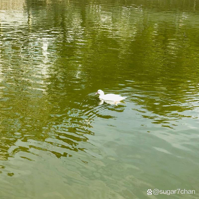 水面涟漪鸭：一笔写就，一瞬入味