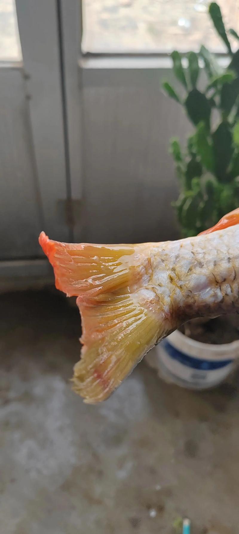 沙漏计时·第七十八次翻转：当黄河鲤鱼遇见阳羡泥