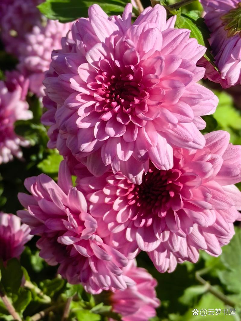 灶台来信：关于一朵菊花的去留