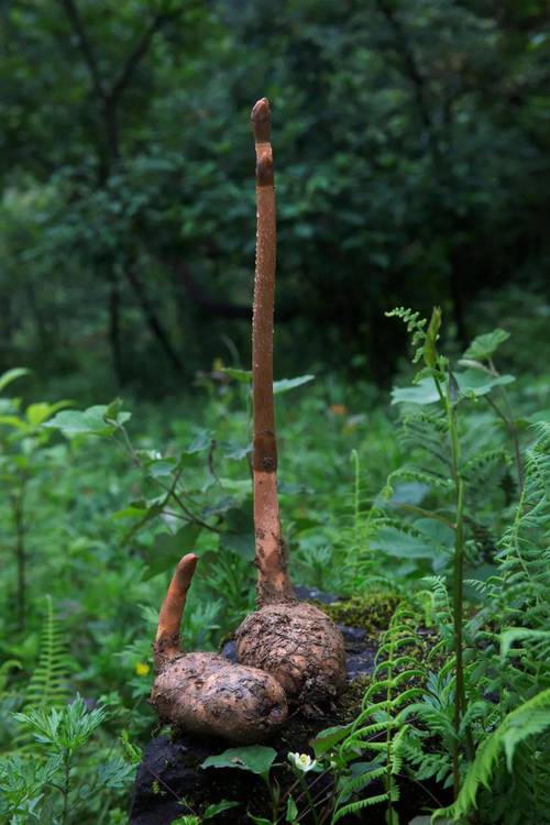 灶台秩序维持报告：关于火腿、天麻与林间风的一次熵减作战