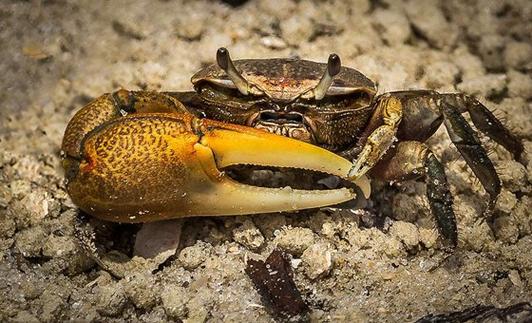 盐湖锋面过境记：解码蟹的十二行潮汐