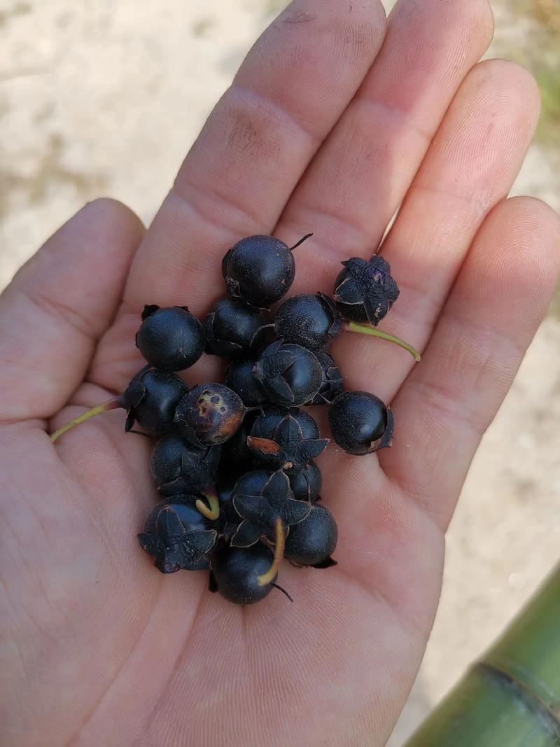 纸花绽放：瑞昌酥油茶的延迟部署