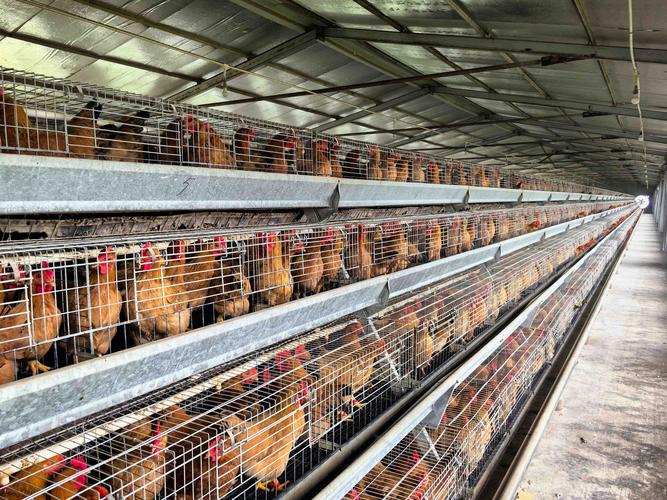 罗盘指向：东北偏咸，西南藏鲜——文昌鸡的应急建筑学